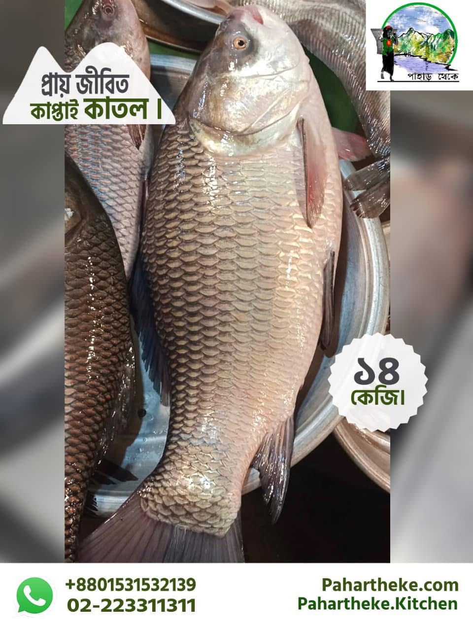 কাপ্তাই লেকের কাতল