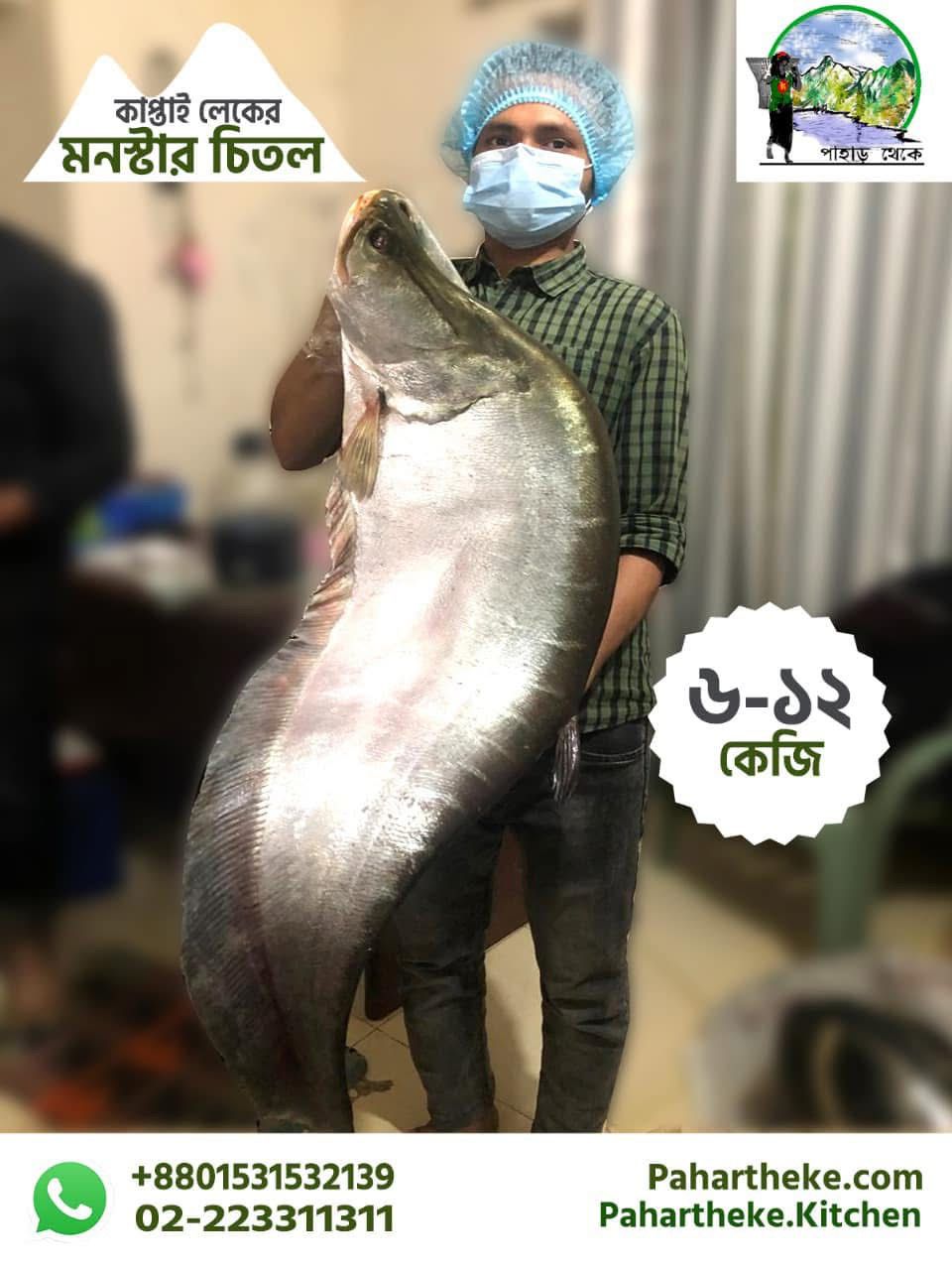 Chitol Fish - চিতল | Kaptai Lake fish | - Pahar Theke