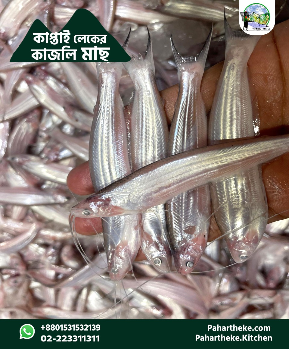 কাপ্তাই লেকের দেশি কাজুলী মাছ