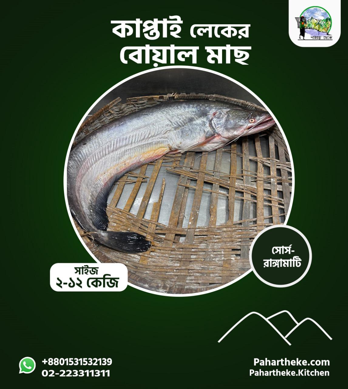 কাপ্তাই লেকের বোয়াল মাছ।